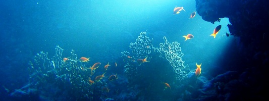 Zdjęcie podwodne